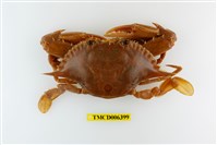 藏品(紅星梭子蟹)的圖片